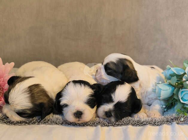 Beautiful tricolour Shihtzu puppies for sale in Loughborough, Leicestershire - Image 2