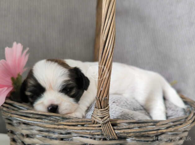 Beautiful tricolour Shihtzu puppies for sale in Loughborough, Leicestershire - Image 4