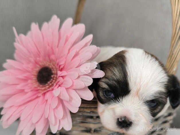 Beautiful tricolour Shihtzu puppies for sale in Loughborough, Leicestershire - Image 5