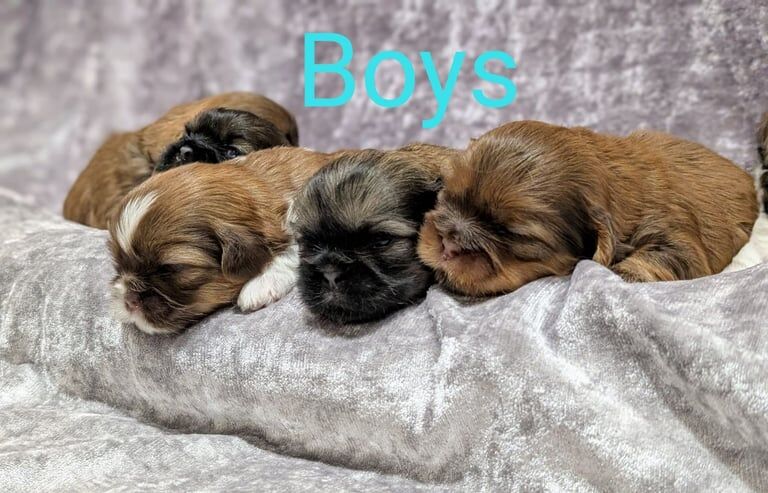 ⭐❤️ BEAUTIFULL SHIH TZU PUPPIES ❤️⭐ for sale in Glasgow, City of Glasgow - Image 2