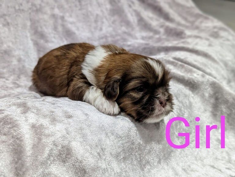 ⭐❤️ BEAUTIFULL SHIH TZU PUPPIES ❤️⭐ for sale in Glasgow, City of Glasgow - Image 3