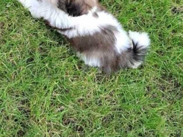 Boy shih tzu for sale in Glasgow, Glasgow City