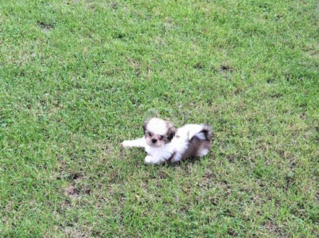 Boy shih tzu for sale in Glasgow, Glasgow City - Image 2