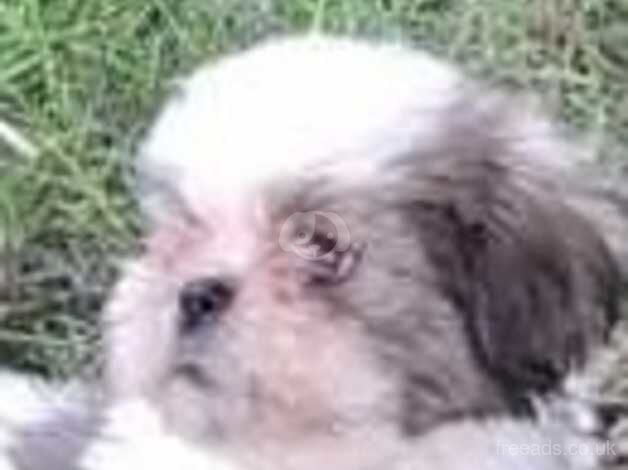 Boy shih tzu for sale in Glasgow, Glasgow City - Image 3