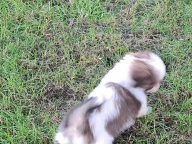 Boy shih tzu for sale in Glasgow, Glasgow City - Image 4