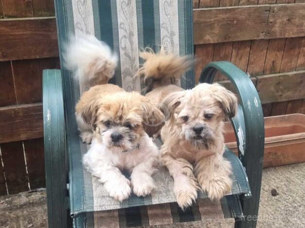 Buddy & Bam Bam shit tzu dogs looking for a forever home for sale in Leeds, West Yorkshire - Image 1