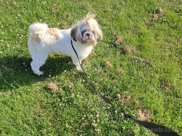 Charlie for sale in Kettering, Northamptonshire - Image 4