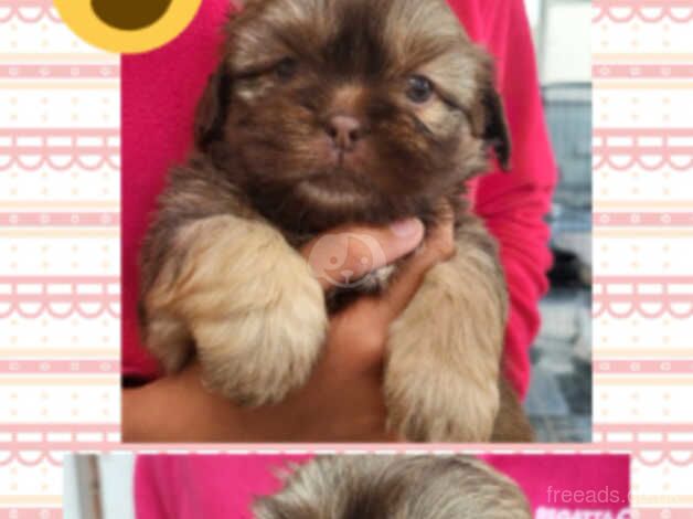 Chocolate imperial shih tzu for sale in Coventry, West Midlands