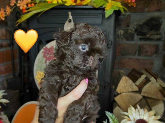 Chocolate KC imperial shihtzu puppies for sale in Bradford, West Yorkshire - Image 2