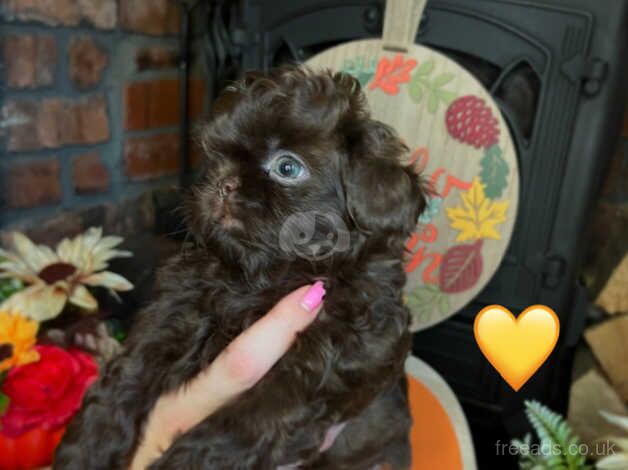 Chocolate KC imperial shihtzu puppies for sale in Bradford, West Yorkshire - Image 3