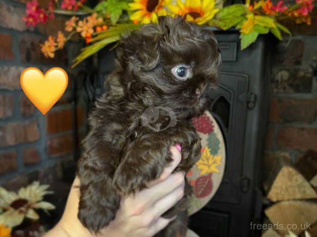 Chocolate KC imperial shihtzu puppies for sale in Bradford, West Yorkshire - Image 4