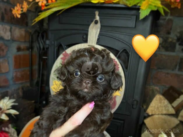 Chocolate KC imperial shihtzu puppies for sale in Bradford, West Yorkshire - Image 5