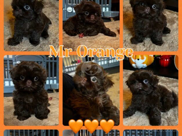 Chocolate KC imperial shihtzu puppy boys for sale in Bradford, West Yorkshire - Image 1