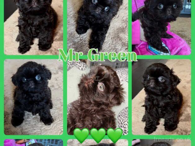 Chocolate KC imperial shihtzu puppy boys for sale in Bradford, West Yorkshire - Image 2