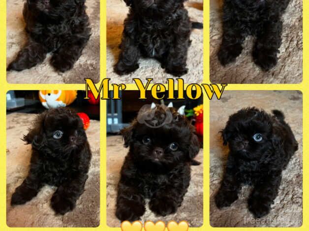 Chocolate KC imperial shihtzu puppy boys for sale in Bradford, West Yorkshire - Image 3