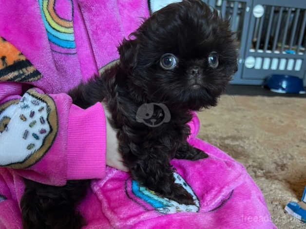 Chocolate KC imperial shihtzu puppy boys for sale in Bradford, West Yorkshire - Image 5