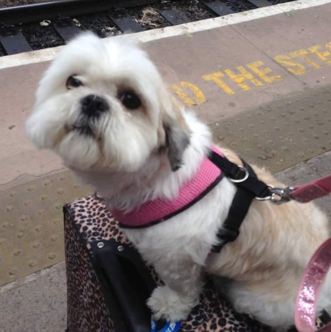 Desperately Seeking A Female Shihtzu for sale in Stockport, Greater Manchester