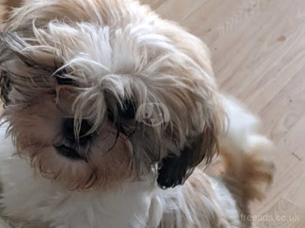 Female shih Tzu for sale in Bridlington, East Riding of Yorkshire - Image 1