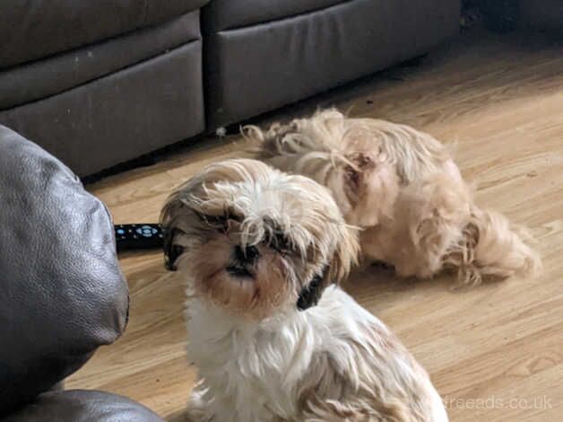 Female shih Tzu for sale in Bridlington, East Riding of Yorkshire - Image 2