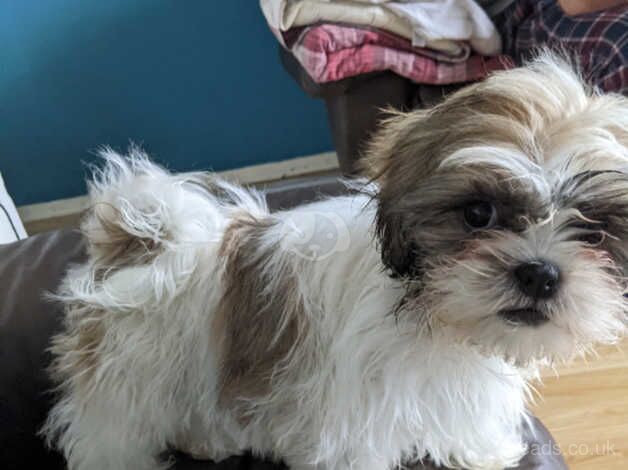 Female shih Tzu for sale in Bridlington, East Riding of Yorkshire - Image 3