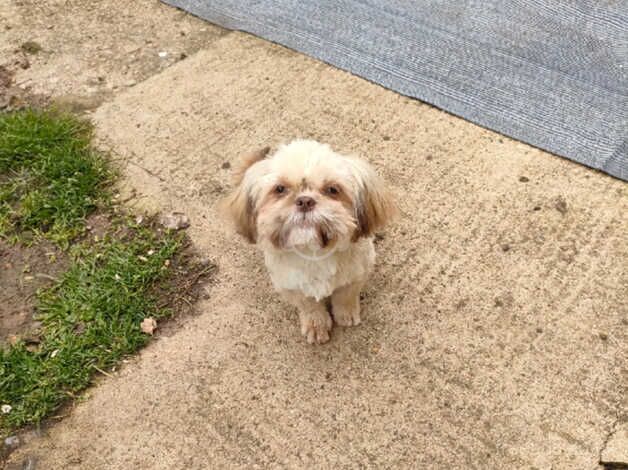 Female Shih Tzu looking for ever home for sale in Swindon, Staffordshire