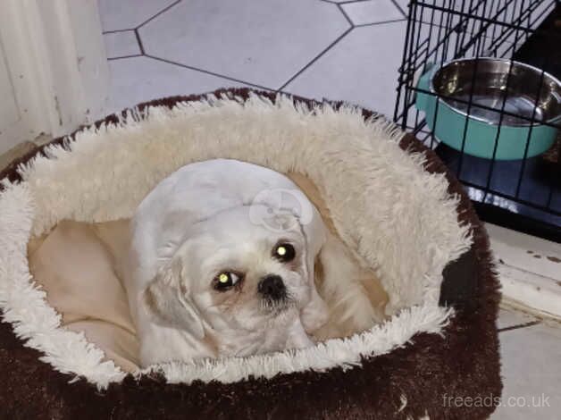 Female Shihtzu. for sale in Liverpool, Merseyside - Image 3