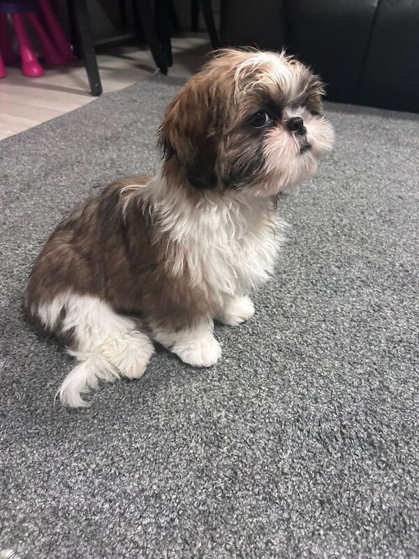 Five month old shih tzu for sale in Swanscombe, Kent