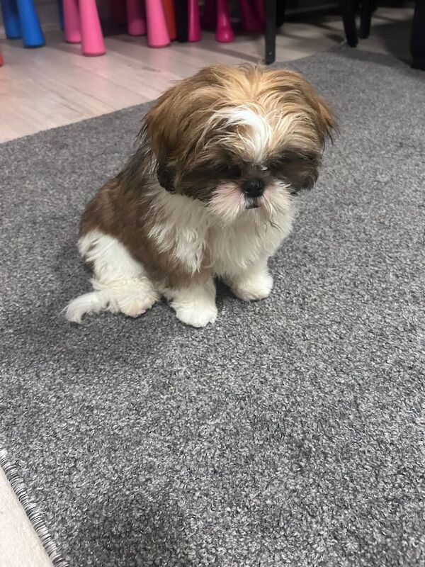 Five month old shih tzu for sale in Swanscombe, Kent - Image 2