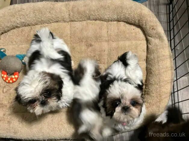 Four healthy shih tzu puppies for sale in Swindon, Staffordshire