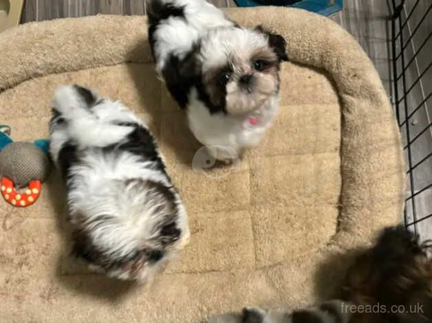 Four healthy shih tzu puppies for sale in Swindon, Staffordshire - Image 2