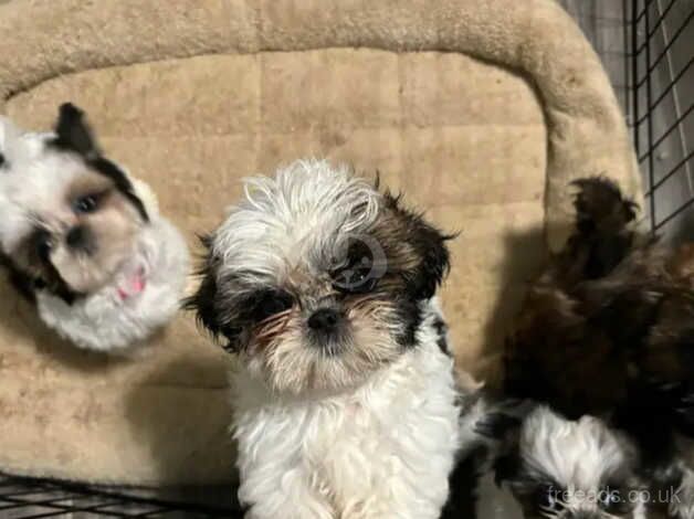 Four healthy shih tzu puppies for sale in Swindon, Staffordshire - Image 3