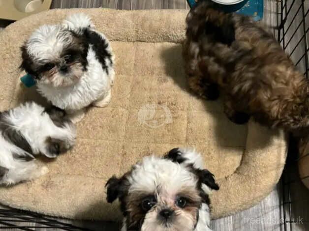 Four healthy shih tzu puppies for sale in Swindon, Staffordshire - Image 4