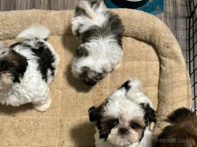 Four healthy shih tzu puppies for sale in Swindon, Staffordshire - Image 5