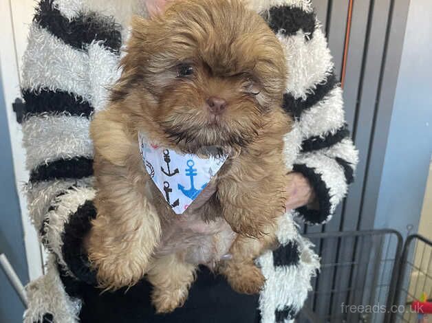 Full imperial shih tzu puppies for sale in Newcastle upon Tyne, Tyne and Wear - Image 2