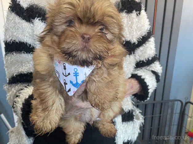 Full imperial shih tzu puppies for sale in Newcastle upon Tyne, Tyne and Wear - Image 3