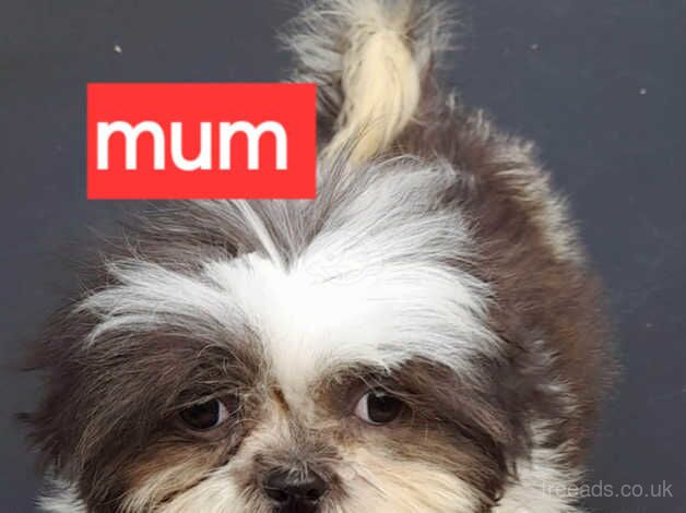 FULL SHIH TZUS for sale in Maidstone, Kent