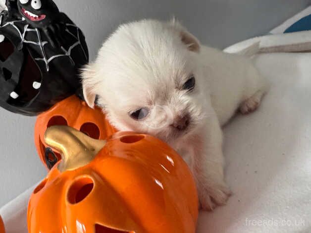 Gorgeous Imperial shih tzu puppies for sale in Coventry, West Midlands - Image 5