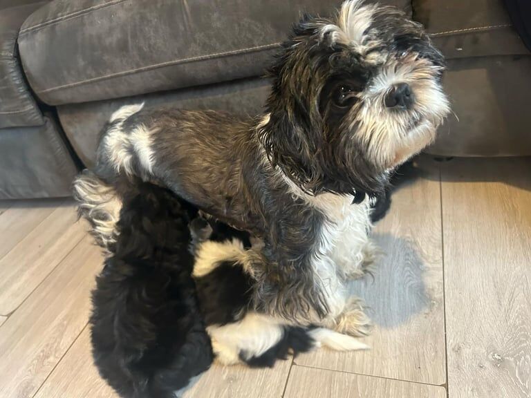 Gorgeous shih tzu cross pomeranian pups. for sale in Cleethorpes, Lincolnshire