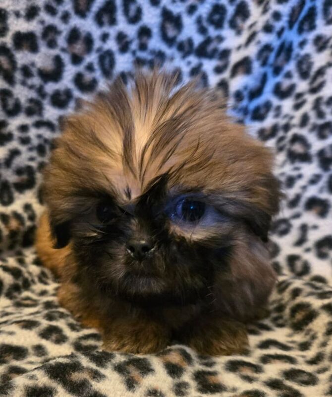 Gorgeous Shih Tzu Puppies for sale in Sandwell, West Midlands