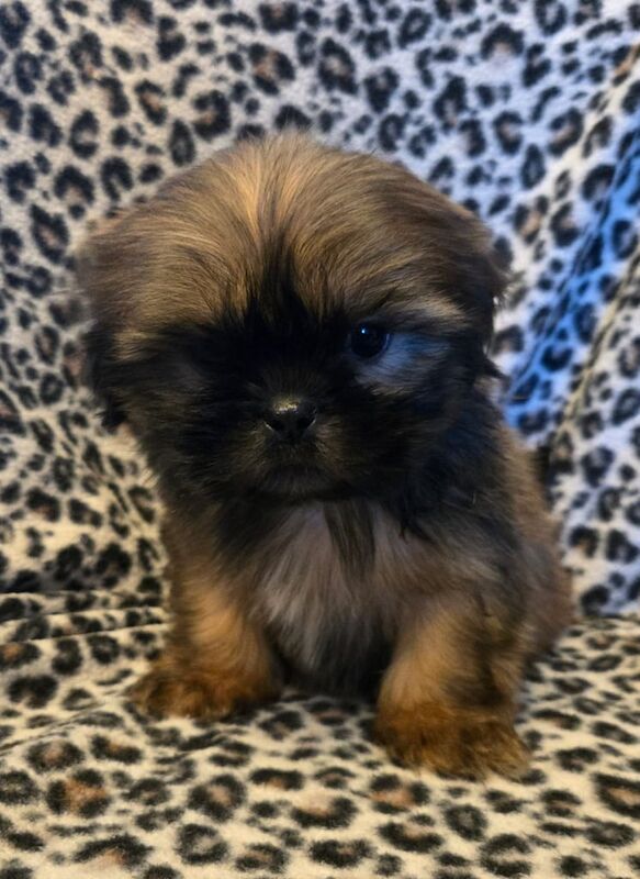 Gorgeous Shih Tzu Puppies for sale in Sandwell, West Midlands - Image 2