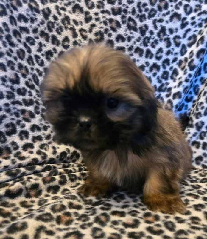 Gorgeous Shih Tzu Puppies for sale in Sandwell, West Midlands - Image 3