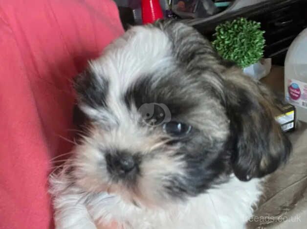 Gorgeous Shih Tzu Puppies for sale in Manchester, Greater Manchester