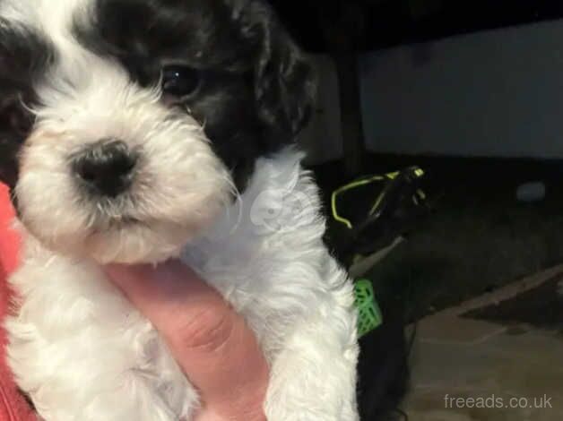 Gorgeous Shih Tzu Puppies for sale in Manchester, Greater Manchester - Image 3