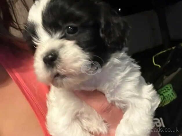 Gorgeous Shih Tzu Puppies for sale in Manchester, Greater Manchester - Image 4