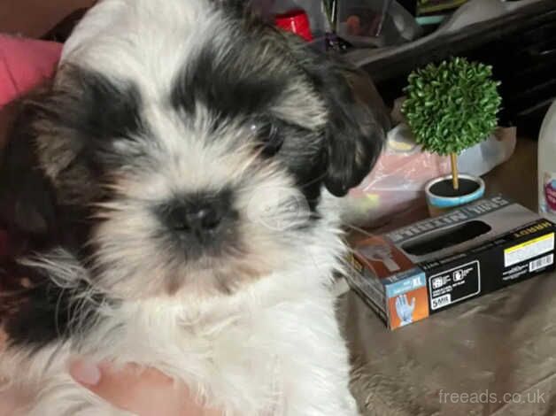 Gorgeous Shih Tzu Puppies for sale in Manchester, Greater Manchester - Image 5