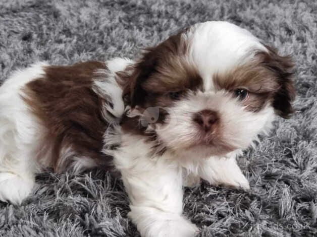 Gorgeous Shihtzus for sale in Brighton, East Sussex