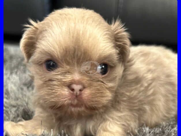 Gorgeous Shihtzus for sale in Brighton, East Sussex - Image 3