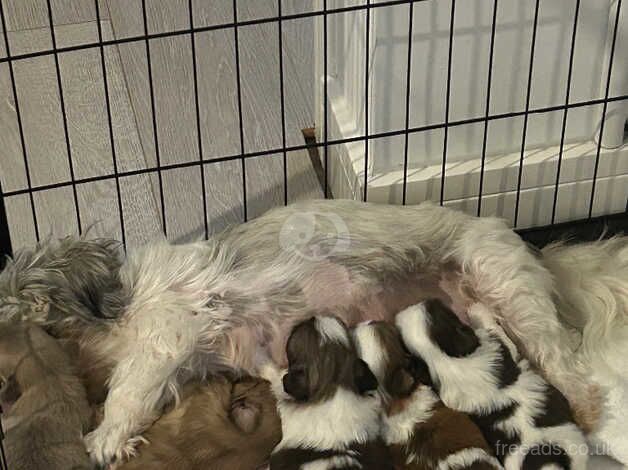 Gorgeous Shihtzus for sale in Brighton, East Sussex - Image 5