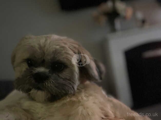 Gorgeous Teddy for rehome shih tzu 2 years for sale in Royston, South Yorkshire - Image 2