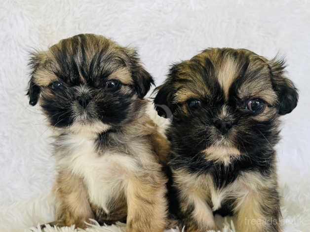 Happy little PugZu Puppies! (Pug x Shih Tzu) for sale in Bangor, North Down